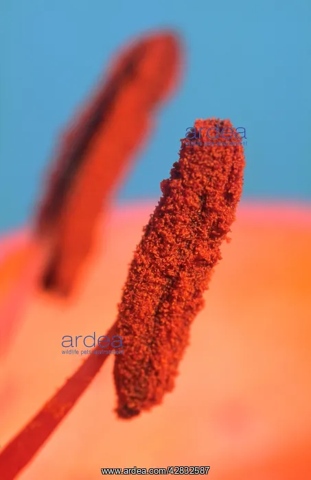  : Lily Anthers - Showing Pollen