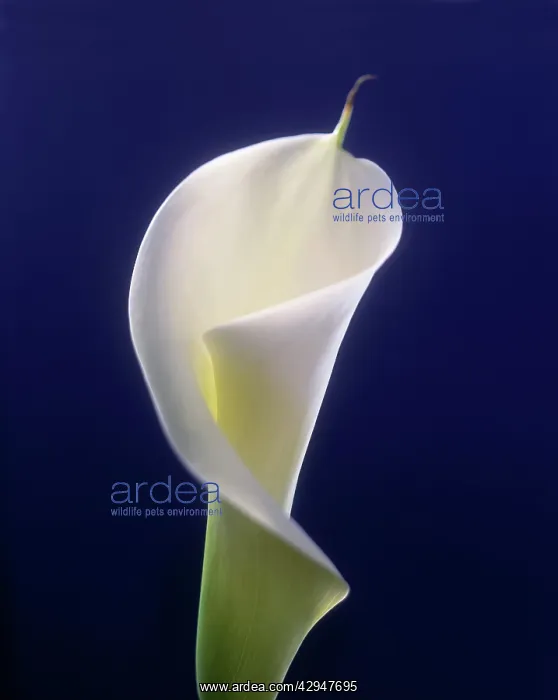 : Lily, Arum lily, Calla lily : Lily, Arum lily, Calla lily