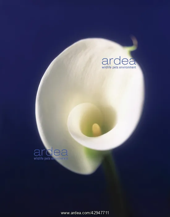 : Lily, Arum lily, Calla lily : Lily, Arum lily, Calla lily
