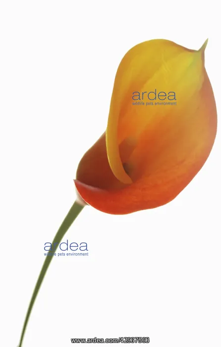 : Lily, Arum lily, Calla lily : Lily, Arum lily, Calla lily
