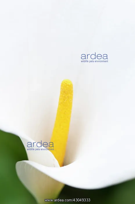 : Lily, Arum lily, Calla lily : Lily, Arum lily, Calla lily