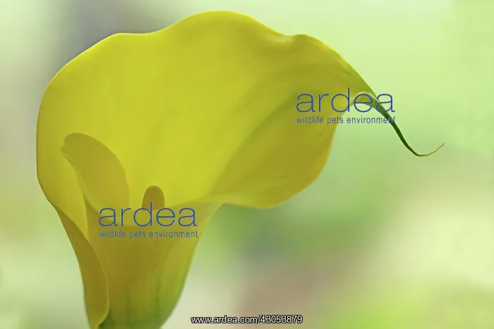 : Lily, Arum lily, Calla lily : Lily, Arum lily, Calla lily