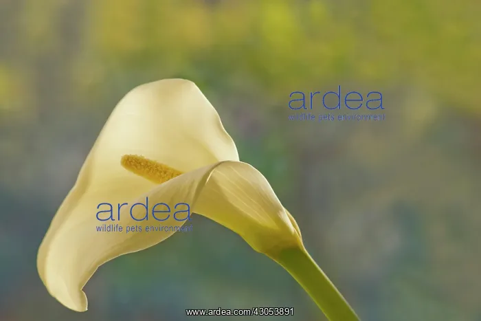  : Lily, Arum lily, Calla lily