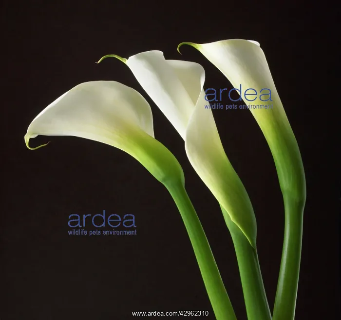 : Lily, Arum lily, Calla lily, Arum : Lily, Arum lily, Calla lily, Arum