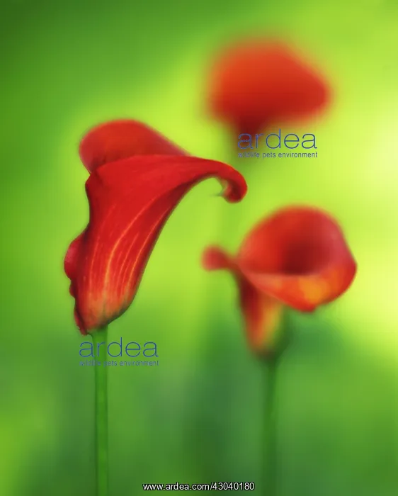 : Lily, Arum lily, Calla lily, Arum : Lily, Arum lily, Calla lily, Arum
