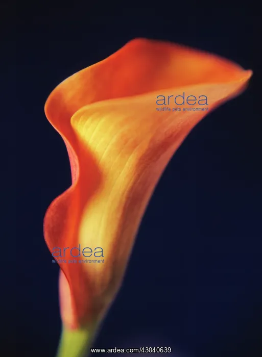 : Lily, Arum lily, Calla lily, Arum : Lily, Arum lily, Calla lily, Arum