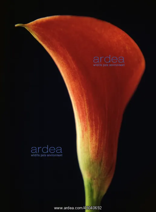 : Lily, Arum lily, Calla lily, Arum : Lily, Arum lily, Calla lily, Arum