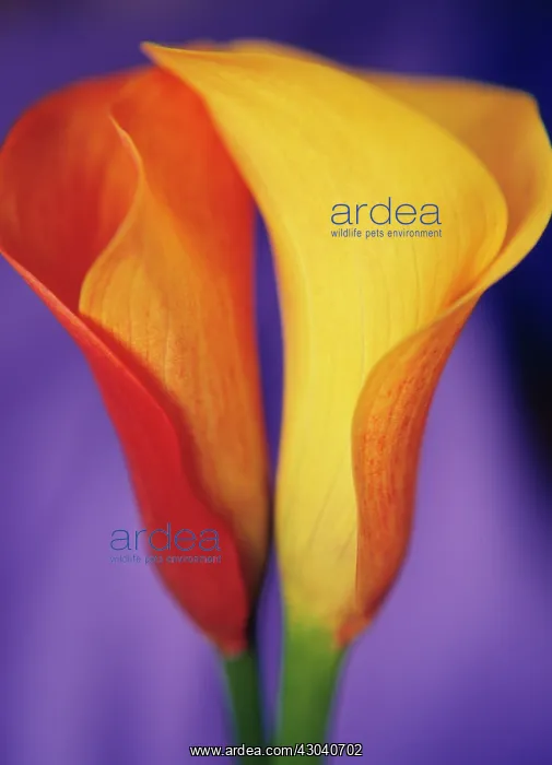 : Lily, Arum lily, Calla lily, Arum : Lily, Arum lily, Calla lily, Arum