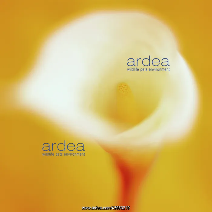 : Lily, Arum lily, Calla lily, Arum : Lily, Arum lily, Calla lily, Arum