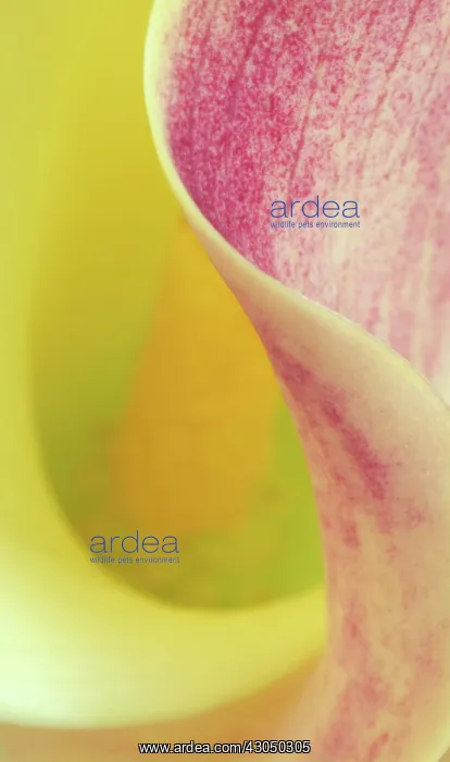 : Lily, Arum lily, Calla lily, Arum : Lily, Arum lily, Calla lily, Arum