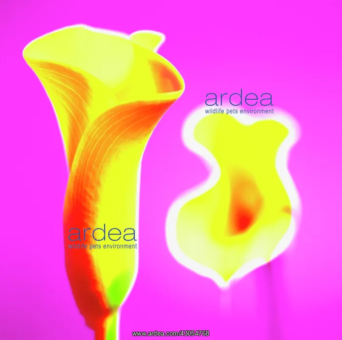 : Lily, Arum lily, Calla lily, Arum : Lily, Arum lily, Calla lily, Arum