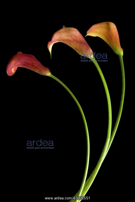 : Lily, Arum lily, Calla lily, Arum : Lily, Arum lily, Calla lily, Arum