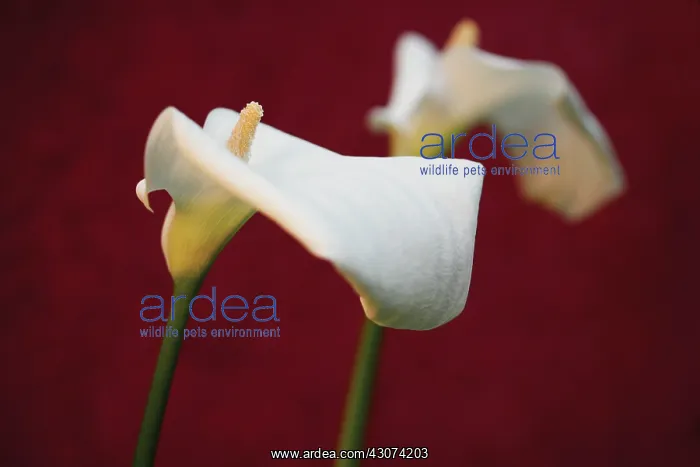 : Lily, Arum lily, Calla lily, Arum : Lily, Arum lily, Calla lily, Arum