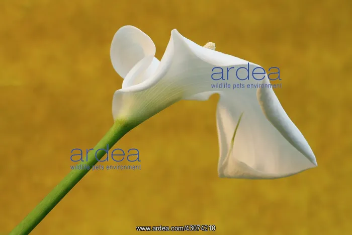 : Lily, Arum lily, Calla lily, Arum : Lily, Arum lily, Calla lily, Arum