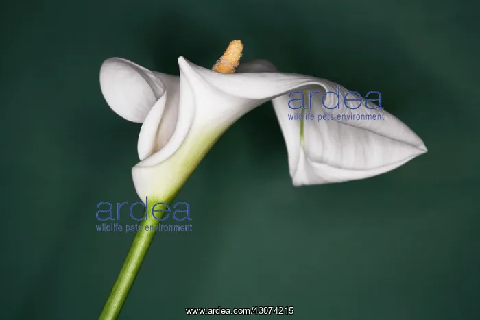 : Lily, Arum lily, Calla lily, Arum : Lily, Arum lily, Calla lily, Arum