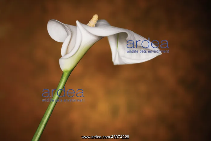  : Lily, Arum lily, Calla lily, Arum