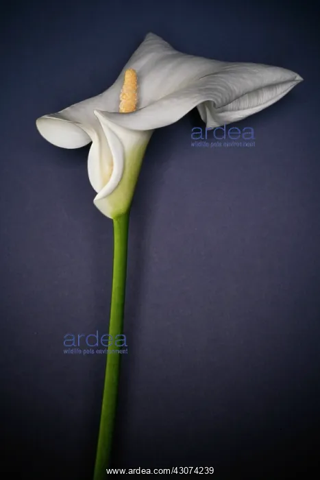  : Lily, Arum lily, Calla lily, Arum