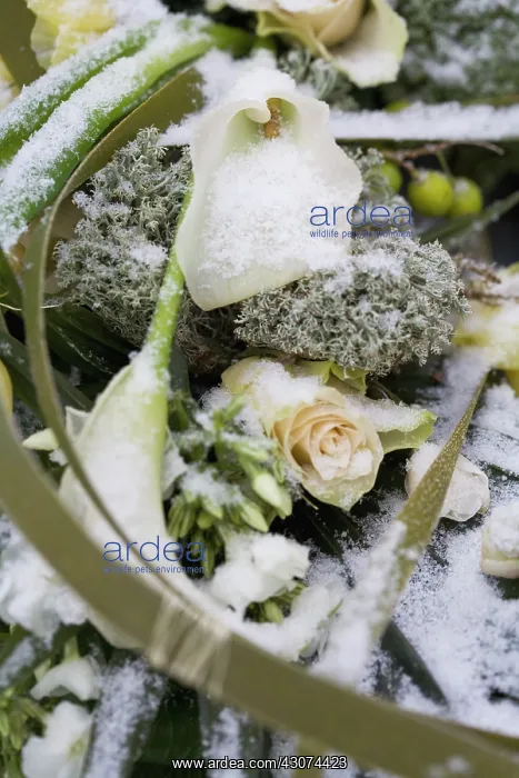 : Lily, Arum lily, Calla lily, Arum : Lily, Arum lily, Calla lily, Arum