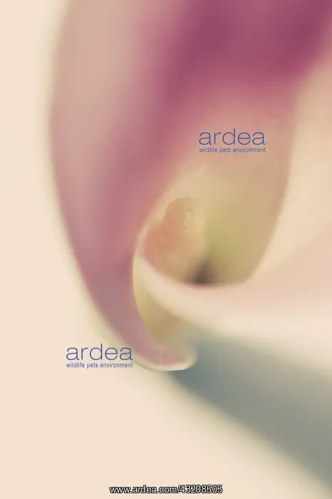  : Lily, Arum lily, Calla lily, Arum