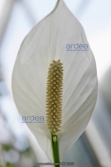 : Lily, Arum lily, Calla lily, Spathiphyllum wallisii : Lily, Arum lily, Calla lily, Spathiphyllum wallisii