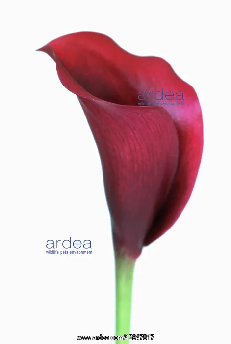 : Lily, Arum lily, Calla lily, Zantedeschia : Lily, Arum lily, Calla lily, Zantedeschia