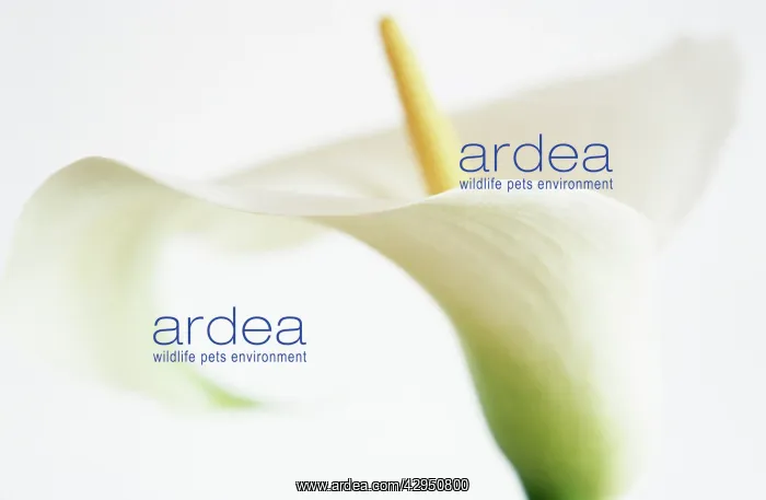 : Lily, Arum lily, Calla lily, Zantedeschia : Lily, Arum lily, Calla lily, Zantedeschia