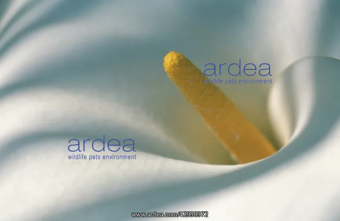 : Lily, Arum lily, Calla lily, Zantedeschia : Lily, Arum lily, Calla lily, Zantedeschia