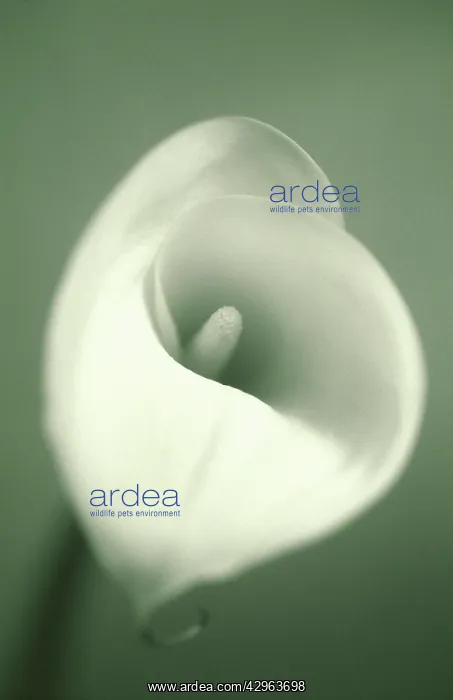 : Lily, Arum lily, Calla lily, Zantedeschia : Lily, Arum lily, Calla lily, Zantedeschia