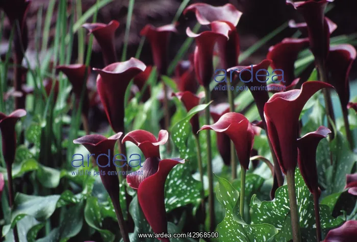 : Lily, Arum lily, Calla lily, Zantedeschia : Lily, Arum lily, Calla lily, Zantedeschia