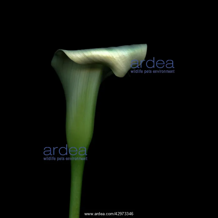 : Lily, Arum lily, Calla lily, Zantedeschia : Lily, Arum lily, Calla lily, Zantedeschia
