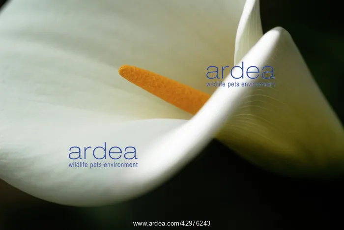 : Lily, Arum lily, Calla lily, Zantedeschia : Lily, Arum lily, Calla lily, Zantedeschia