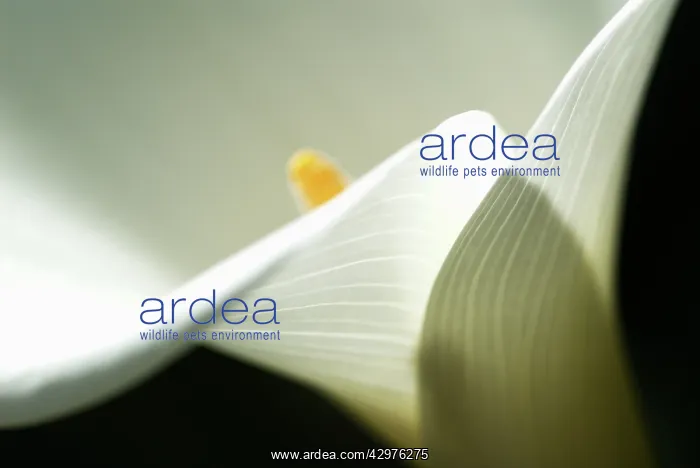 : Lily, Arum lily, Calla lily, Zantedeschia : Lily, Arum lily, Calla lily, Zantedeschia