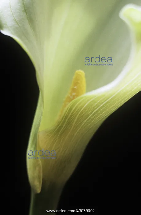  : Lily, Arum lily, Calla lily, Zantedeschia