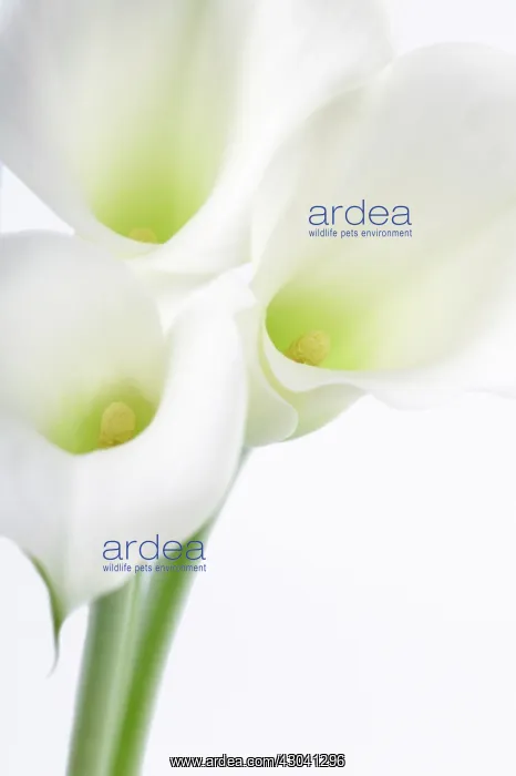: Lily, Arum lily, Calla lily, Zantedeschia : Lily, Arum lily, Calla lily, Zantedeschia