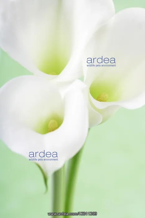: Lily, Arum lily, Calla lily, Zantedeschia : Lily, Arum lily, Calla lily, Zantedeschia