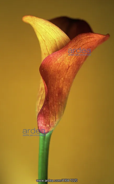 : Lily, Arum lily, Calla lily, Zantedeschia : Lily, Arum lily, Calla lily, Zantedeschia