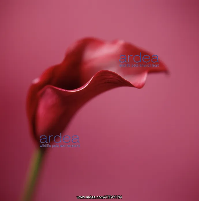 : Lily, Arum lily, Calla lily, Zantedeschia : Lily, Arum lily, Calla lily, Zantedeschia
