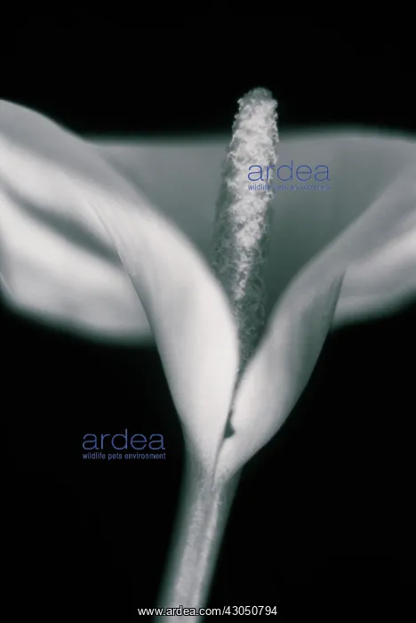 : Lily, Arum lily, Calla lily, Zantedeschia : Lily, Arum lily, Calla lily, Zantedeschia