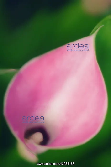 : Lily, Arum lily, Calla lily, Zantedeschia : Lily, Arum lily, Calla lily, Zantedeschia
