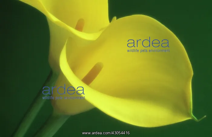 : Lily, Arum lily, Calla lily, Zantedeschia : Lily, Arum lily, Calla lily, Zantedeschia