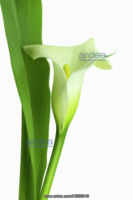 : Lily, Arum lily, Calla lily, Zantedeschia : Lily, Arum lily, Calla lily, Zantedeschia