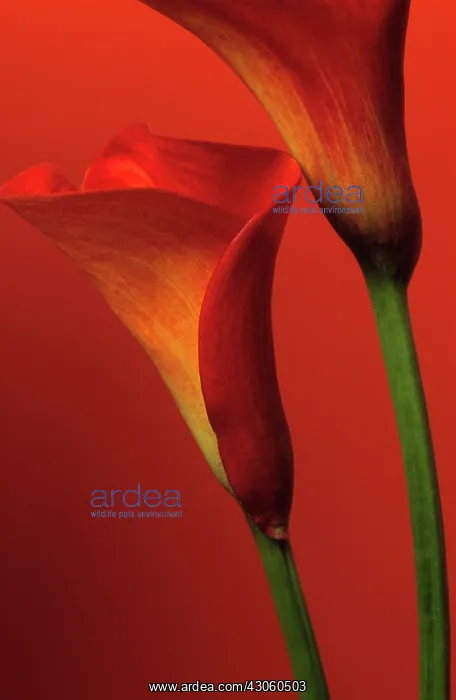 : Lily, Arum lily, Calla lily, Zantedeschia : Lily, Arum lily, Calla lily, Zantedeschia