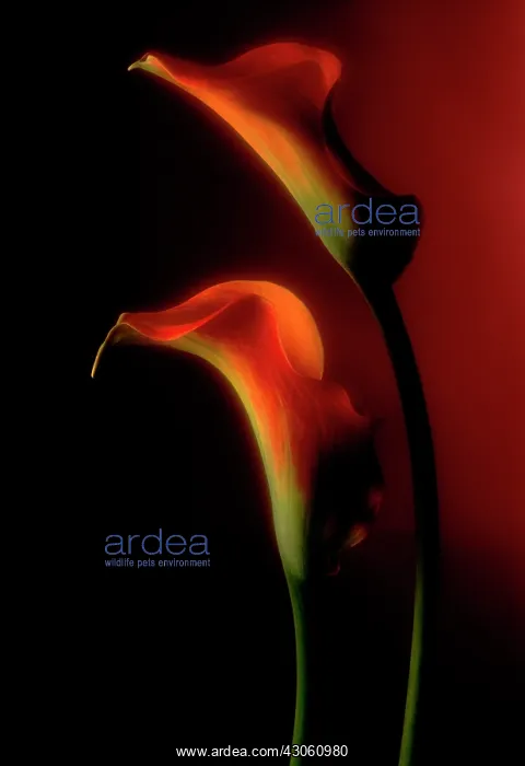 : Lily, Arum lily, Calla lily, Zantedeschia : Lily, Arum lily, Calla lily, Zantedeschia