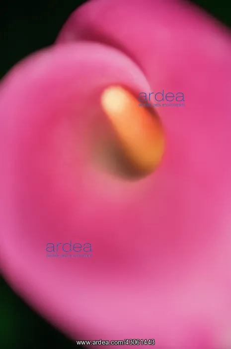 : Lily, Arum lily, Calla lily, Zantedeschia : Lily, Arum lily, Calla lily, Zantedeschia