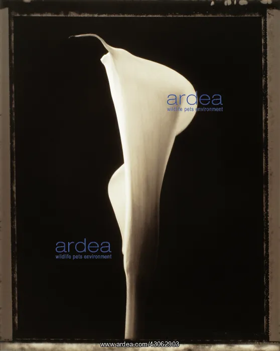 : Lily, Arum lily, Calla lily, Zantedeschia : Lily, Arum lily, Calla lily, Zantedeschia