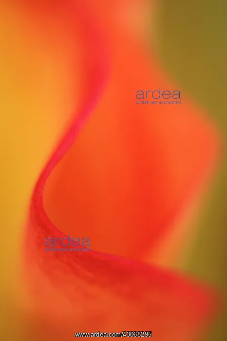 : Lily, Arum lily, Calla lily, Zantedeschia : Lily, Arum lily, Calla lily, Zantedeschia