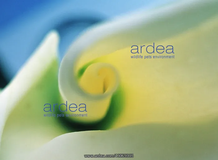: Lily, Arum lily, Calla lily, Zantedeschia : Lily, Arum lily, Calla lily, Zantedeschia