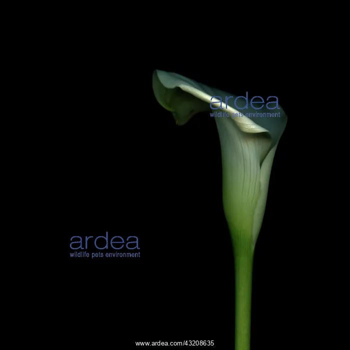 : Lily, Arum lily, Calla lily, Zantedeschia : Lily, Arum lily, Calla lily, Zantedeschia