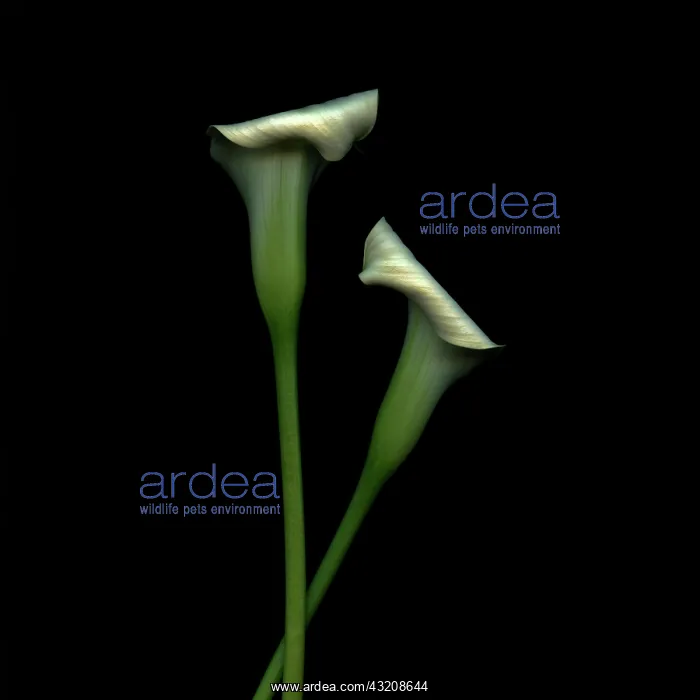 : Lily, Arum lily, Calla lily, Zantedeschia : Lily, Arum lily, Calla lily, Zantedeschia