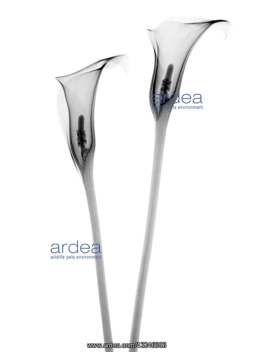 : Lily, Arum lily, Calla lily, Zantedeschia : Lily, Arum lily, Calla lily, Zantedeschia